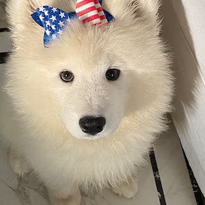 DogBowBarrettes 4th of July THREE SIZES red white glitter stars patriotic pet hair bow collar slide accessory barrette USA (DC10)