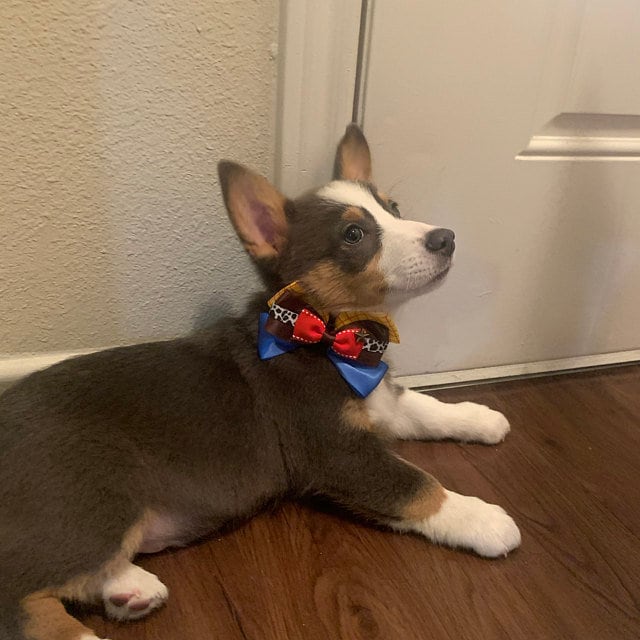 Puppy Bows ~ Woody cowboy story Sheriff bow tie dog collar slide accessory (DC31)