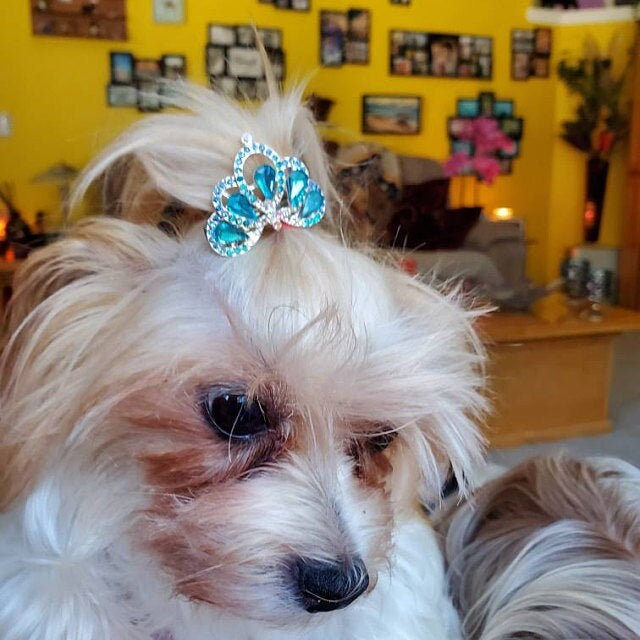 Puppy Bows ~ Stunning blue crystal rhinestone tiara crown for boy or girl dog bow pet hair clip topknot barrette Style #30