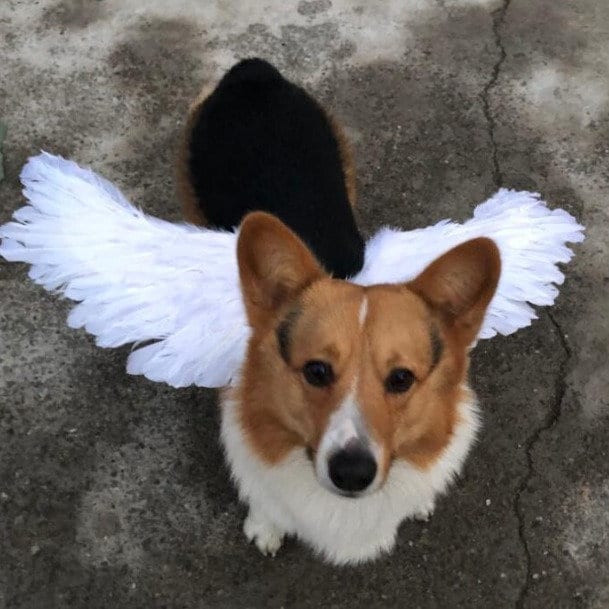 Halloween Angel wings for dogs  white or black dog costume feather FREE SHIPPING  Large dogs