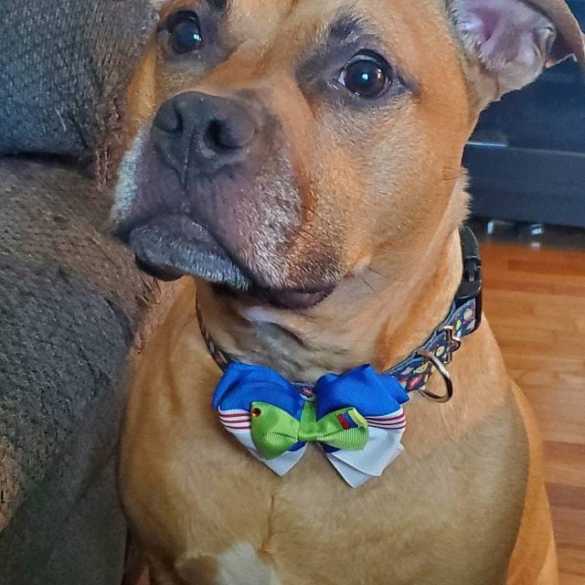Puppy Bows ~ Buzz lightyear story bow tie dog collar slide accessory (DC31)