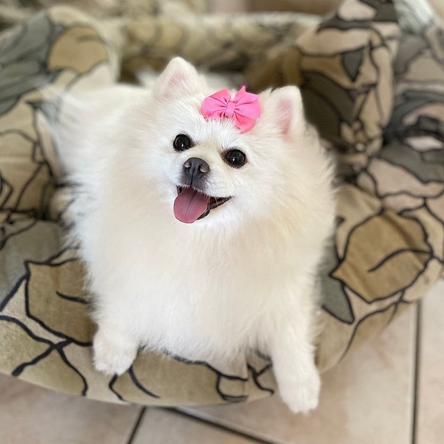 Puppy Bows windmill polka dots hair bowknot bow bands or barrette (fb340)