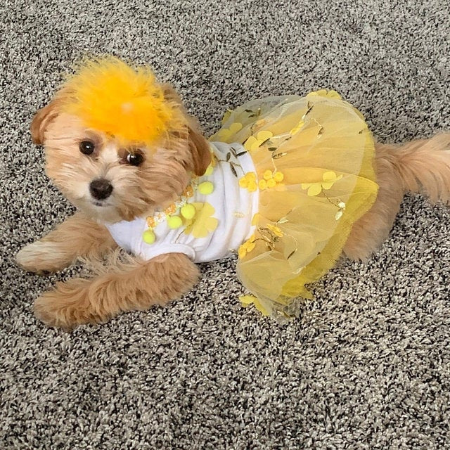 Puppy Bows ~ Feather boa dog bows marabou MANY colors available pet hair barrette clip
