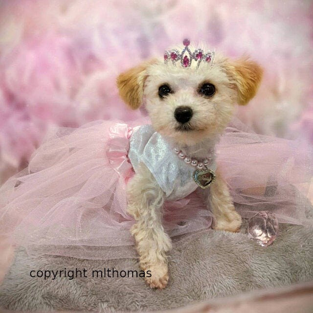 Puppy Bows ~ STUNNING 3D silver full round tiara for dogs pet hair crown beauty pageant style barrette (pink stone)