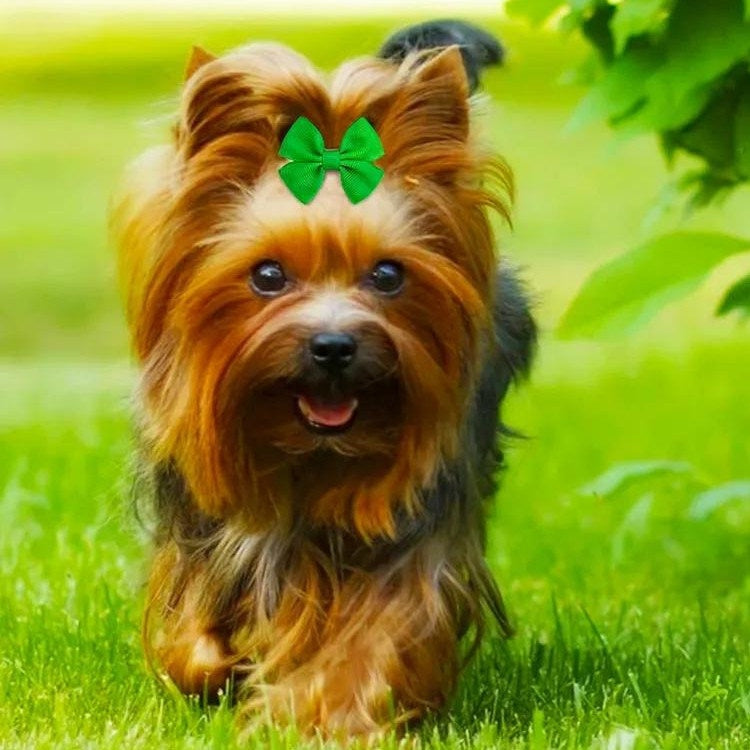 Puppy Bows ~20 bows 20 colors alligator clip attached SMALL double loop hair bowknot bow (fb367)