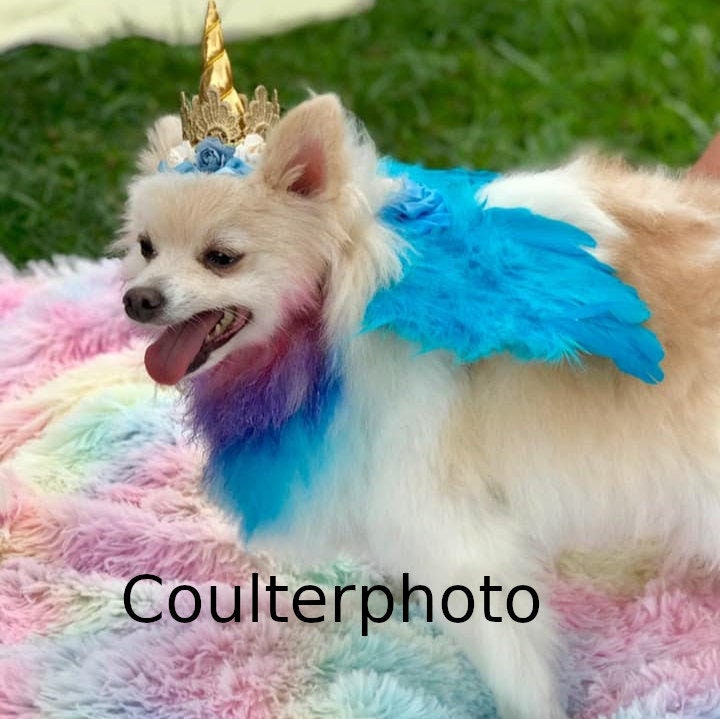 Halloween Angel wings for dogs pink purple red green white dog costume feather fit 5lb - 25lb