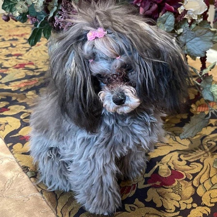 Puppy Dog Bows ~ Tiny fluffy dahlia flower plastic puppy clips pet hair bow barrettes or bands (fb202c)