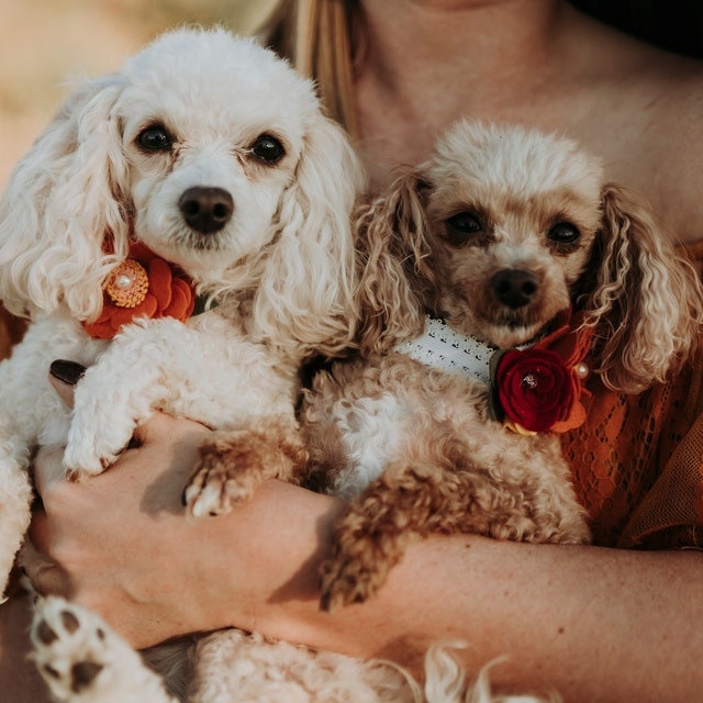 Puppy Dog Bows ~ Orange/red rose flower felt pet hair bow collar slide accessory barrette (DC39)