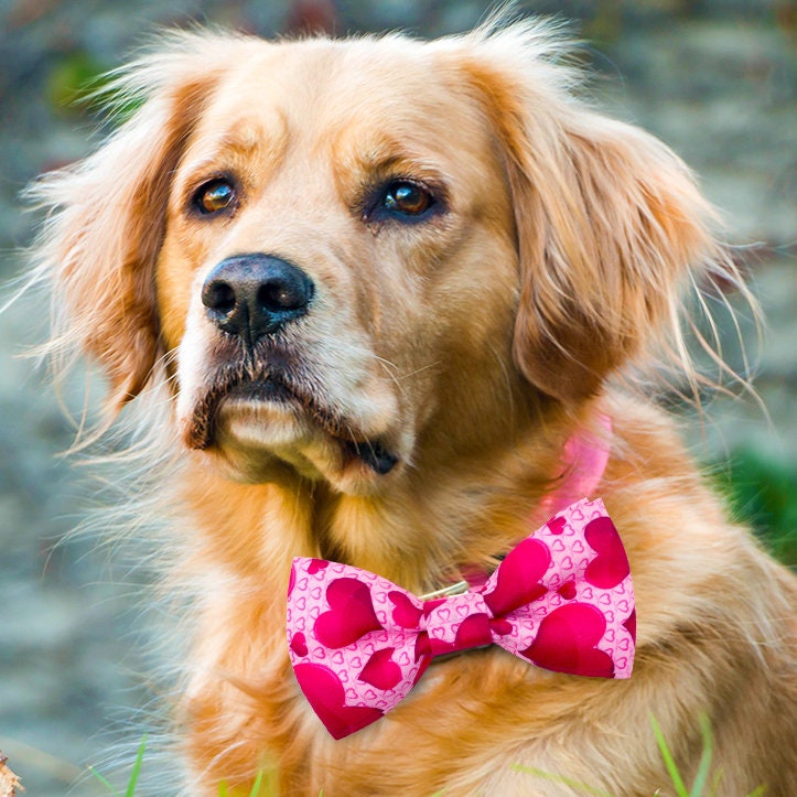 Puppy Bows ~ Valentine's day heart bow tie dog collar slide bowtie accessory OR large dog hair bowknot (dc23)