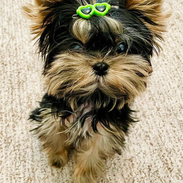 Puppy Bows ~ Tiny 1" heart style Dog bow sunglasses pet hair barrette clip