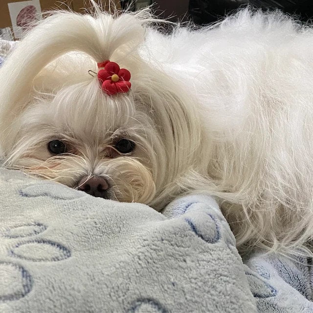 Puppy Dog Bows ~ cute daisy heart flower pet hair bow barrettes or bands (fb6a)