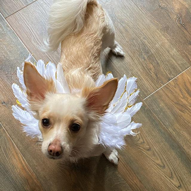 Christmas angel wings for dogs silver or gold tipped dog costume feather 10-35 lbs