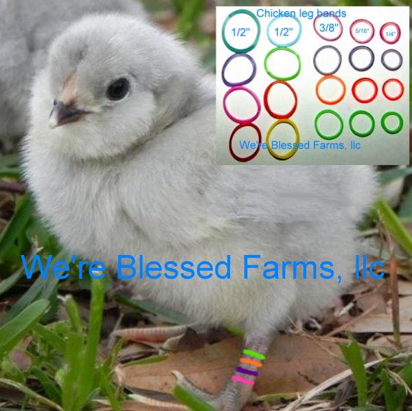 Chicken leg bands permanent silicone or metal bird chick ring band (w78)