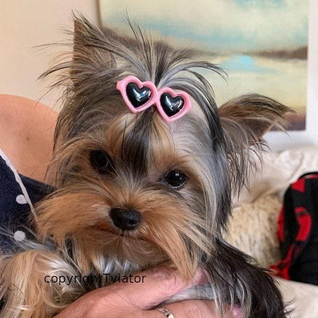 Puppy bows ~ pink blue yellow black red heart barrette pet hair clip sunglasses round bow (fb32)