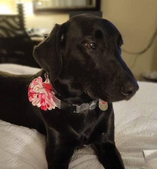 Puppy bows ~ big bow loopy red pink white cherry hearts 4" dog hair bow or collar slide bands or clip (dc51)