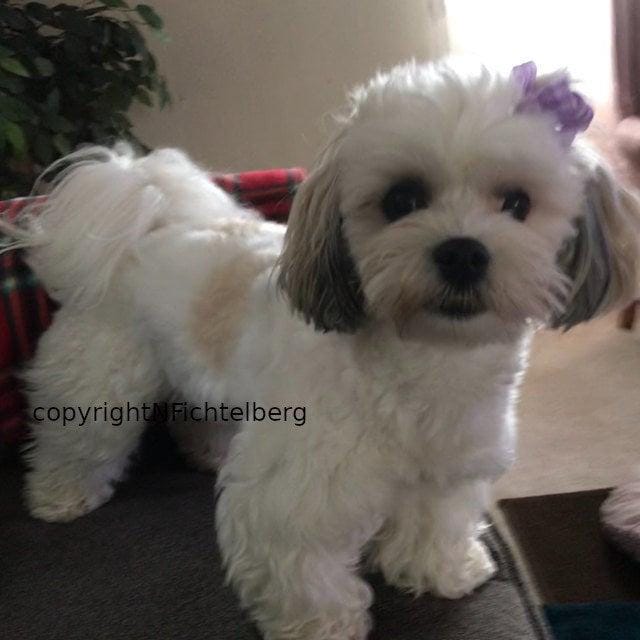 Puppy bows ~ delicate metallic glitter loopy party puffs dog grooming bows