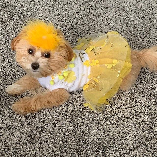 Dogbowbarrettes ~ feather boa silver gold lurex shiny dog bows marabou pet hair barrette clip or collar accessory slide