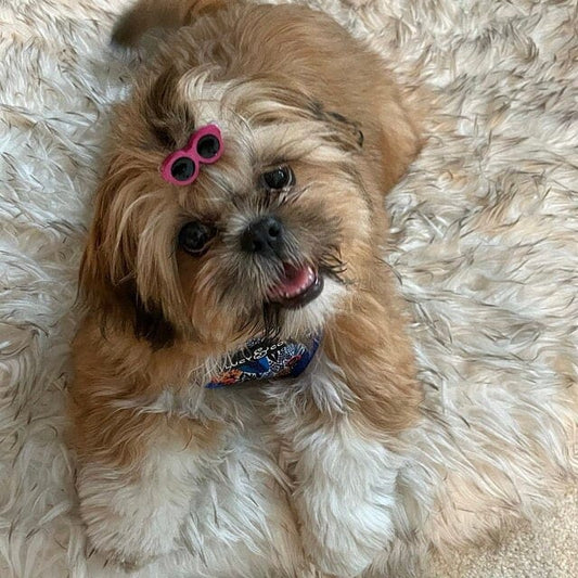 Puppy Bows ~ Dog bow sunglasses in  4 hot summer colors pet hair barrette clip ~USA seller