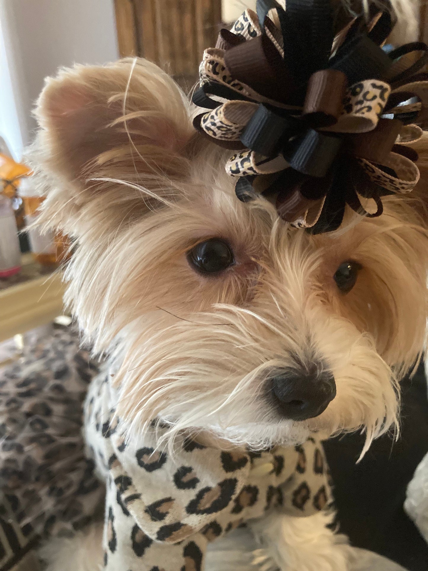 Puppy Bows ~  Fun multi loopy puff animal print hair bows collar slide  barrette or bands pet dog bow