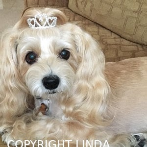 Puppy Bows ~ ADORABLE 3D silver full round tiara for dogs pet hair crown beauty pageant barrette (heart)