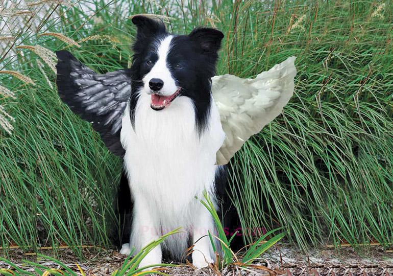 Halloween black/white cosplay angel wings for dogs dog costume feather