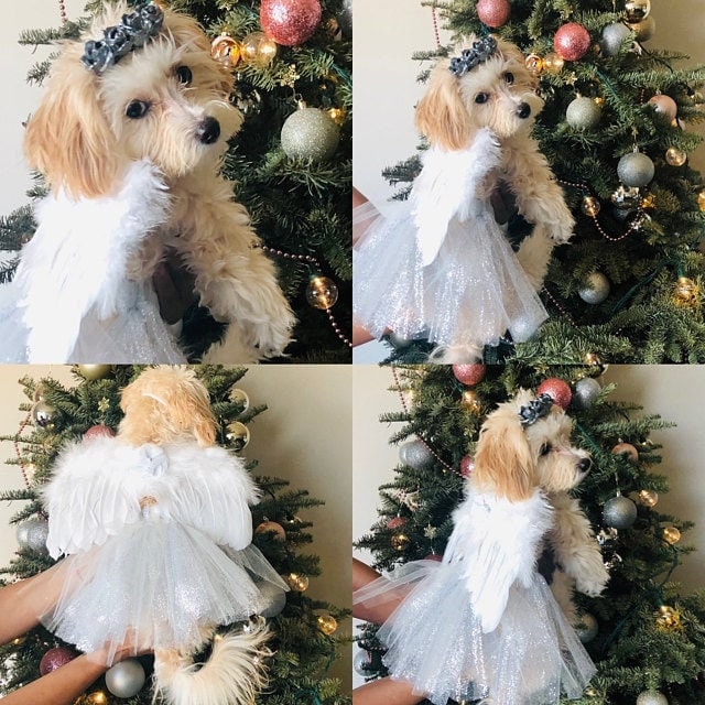 Christmas dog costume silver, gold, or gold pink tipped angel feather wings costume fit 5lb - 25lb