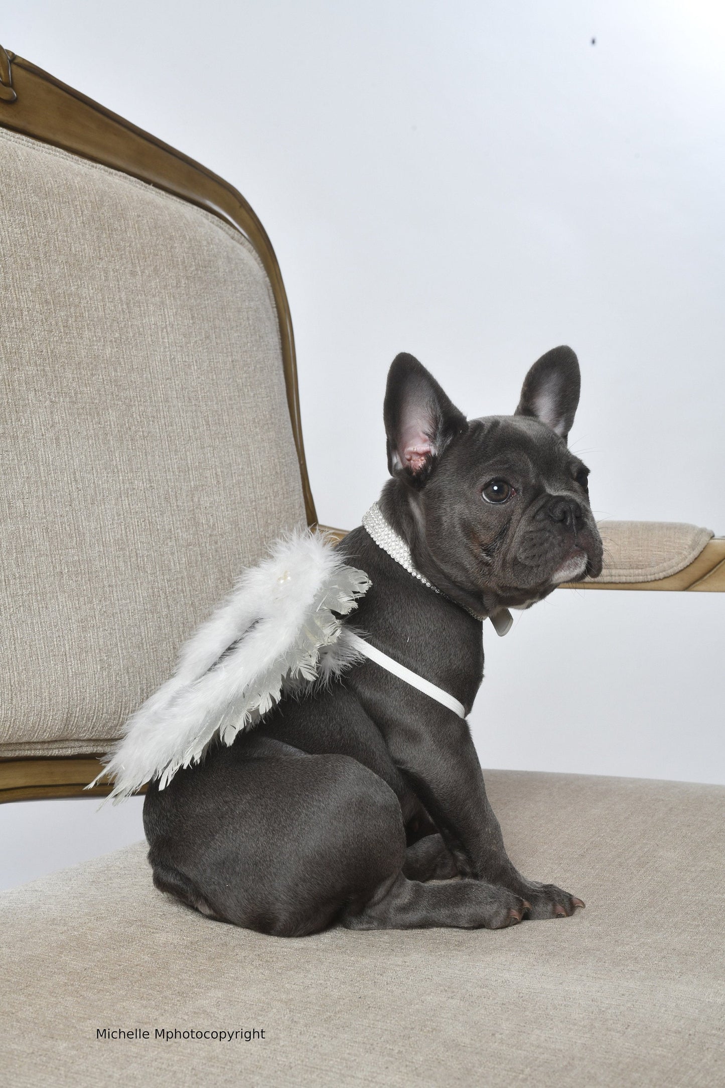 Christmas angel wings for dogs white and silver white and gold dog costume feather smaller  fit 5lb - 15lb