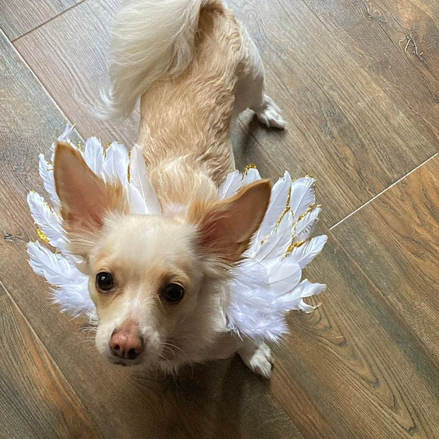 Christmas dog costume silver, gold, or gold pink tipped angel feather wings costume fit 5lb - 25lb