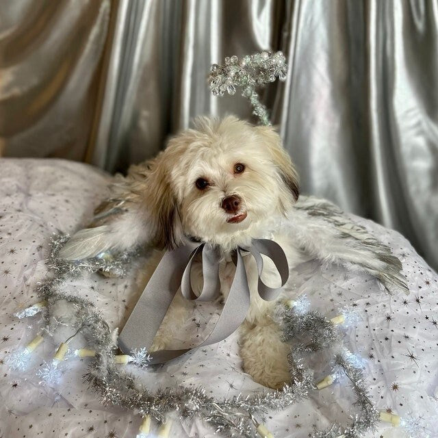 Christmas angel wings for dogs white and silver white and gold dog costume feather smaller  fit 5lb - 15lb