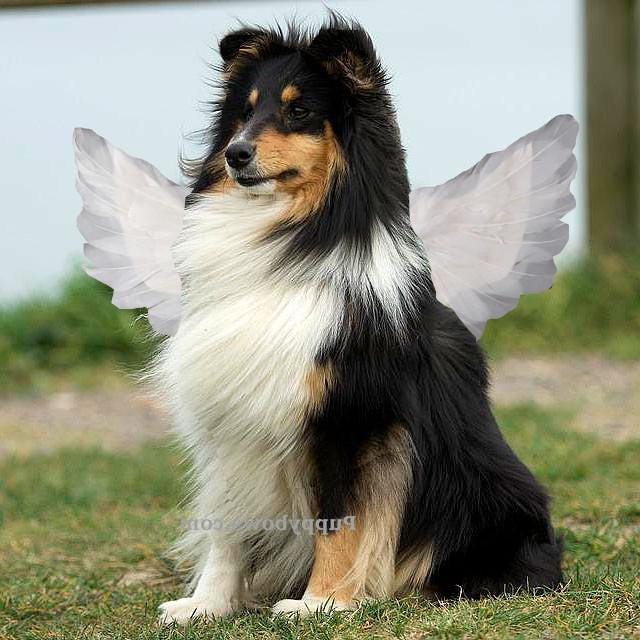 Halloween angel wings for small dogs 10-35 lbs red black or white or pink dog costume feather free shipping