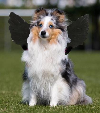 Halloween angel wings for small dogs 10-35 lbs red black or white or pink dog costume feather free shipping