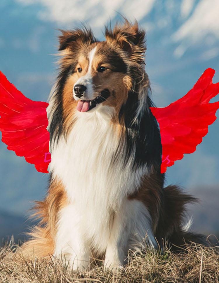 Halloween angel wings for small dogs 10-35 lbs red black or white or pink dog costume feather free shipping