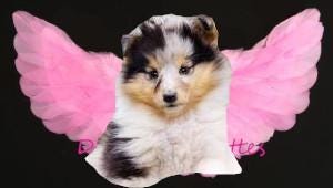Halloween angel wings for small dogs 10-35 lbs red black or white or pink dog costume feather free shipping