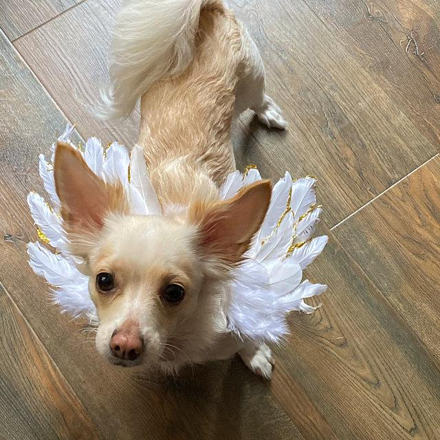 Christmas angel wings for dogs silver or gold tipped dog costume feather  10-35 lbs