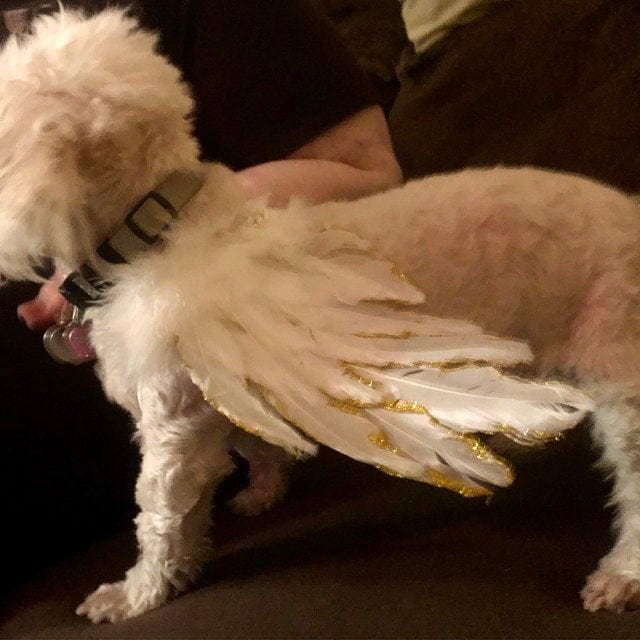 Christmas angel wings for dogs silver or gold tipped dog costume feather  10-35 lbs