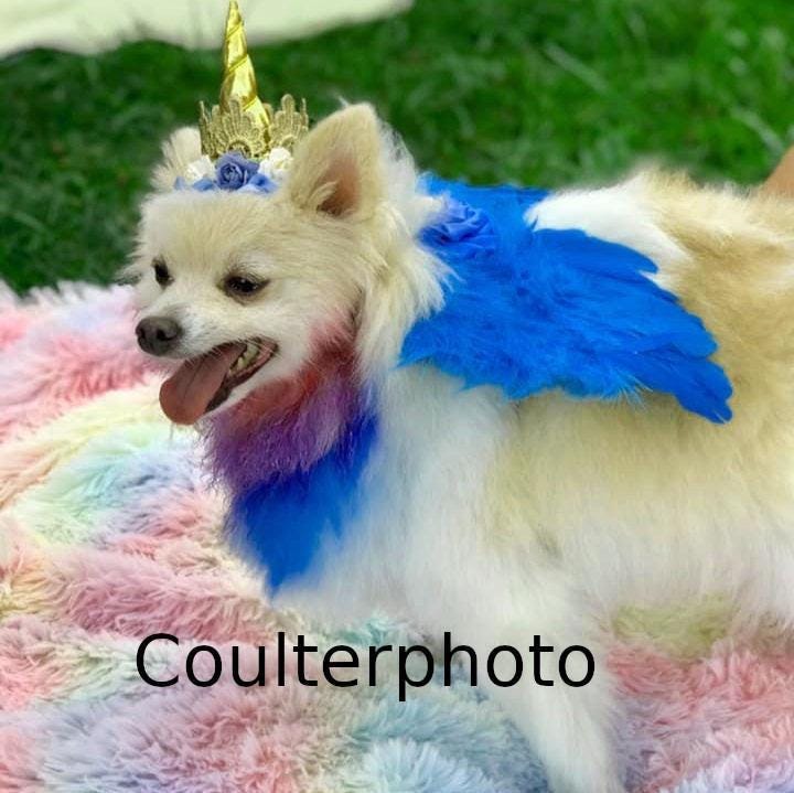 Halloween white pink blue many colors angel wings dog costume feather free shipping fit 5lb - 25lb