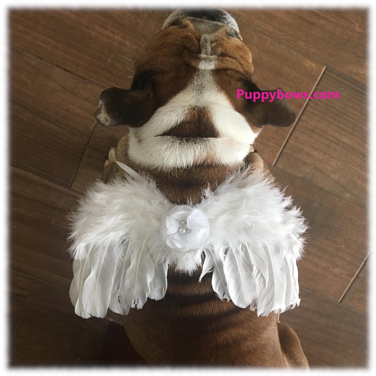 Halloween white pink blue many colors angel wings dog costume feather free shipping fit 5lb - 25lb