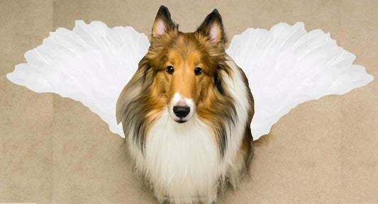 Angel wings dogs horse anything with large harness white dog costume feather xl