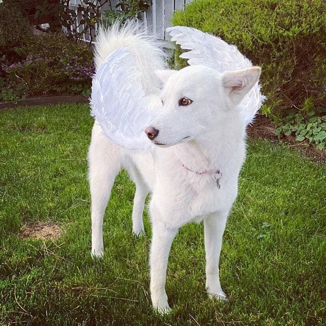 Halloween angel wings for dogs red black or white or pink dog costume feather