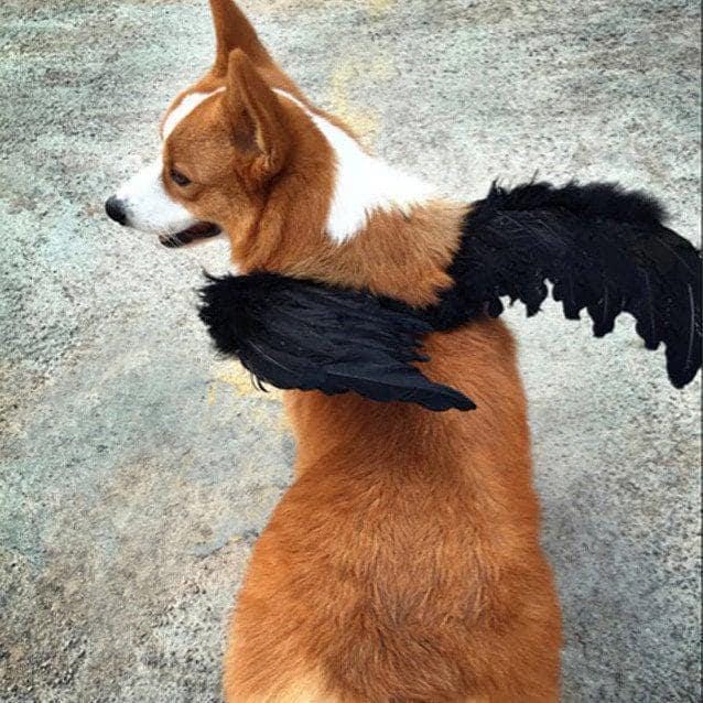 Halloween angel wings for dogs red black or white or pink dog costume feather