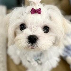 Puppy bows ~ tiny 3/4" rhinestone bowknot dog bow pet hair clip topknot barrette