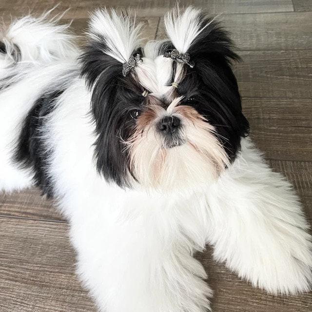 Puppy bows ~ tiny 3/4" rhinestone bowknot dog bow pet hair clip topknot barrette